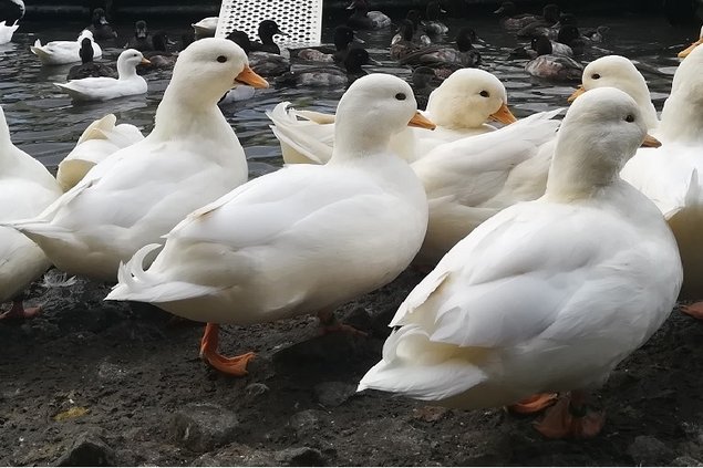 Oeufs fécondés canards Mignon blanc