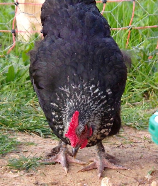 Œufs de Marans noir à camail argenté