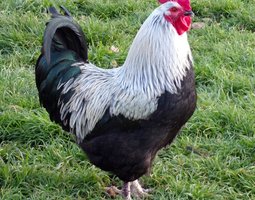 Œufs de Marans noir à camail argenté