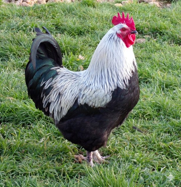 Œufs de Marans noir à camail argenté