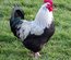 Œufs de Marans noir à camail argenté
