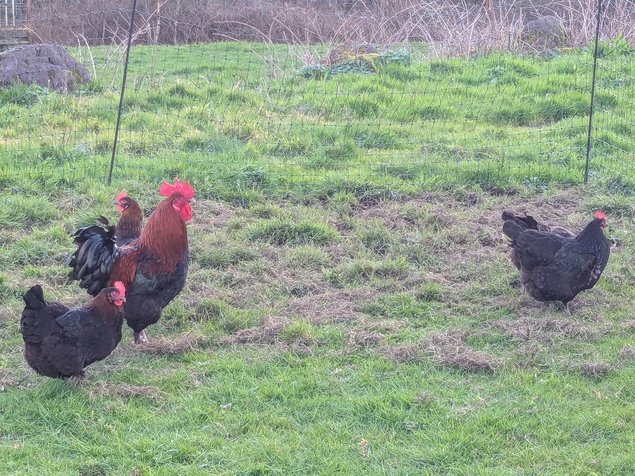 Œufs fécondés Marrans Pur Race