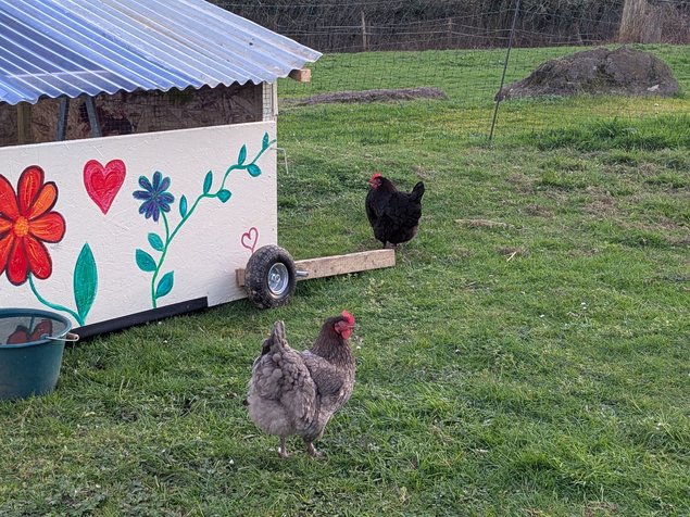 Œufs fécondés Marrans Pur Race