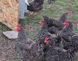 Oeufs fécondés COUCOU DE RENNES Pur Race