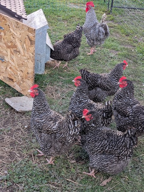 Oeufs fécondés COUCOU DE RENNES Pur Race