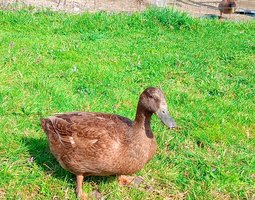 Oeufs fécondés canards khaki Campbell