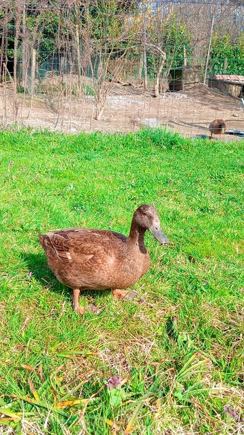 Oeufs fécondés canards khaki Campbell