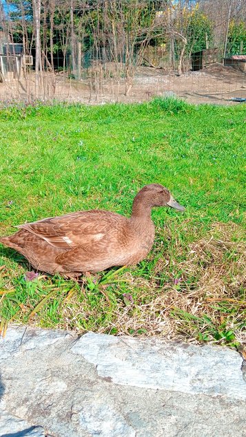 Oeufs fécondés canards khaki Campbell