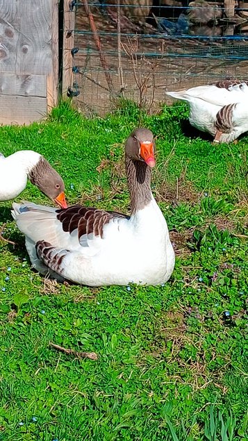 Œufs fécondés oies flamandes Très rares