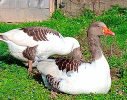 Œufs fécondés oies flamandes Très rares