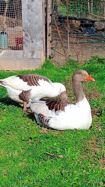 Œufs fécondés oies flamandes Très rares