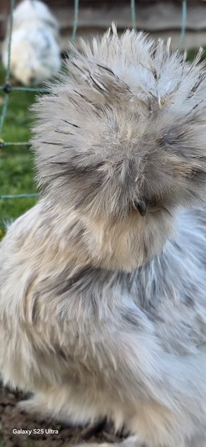 Œufs à couver Silkies / Poule soies US