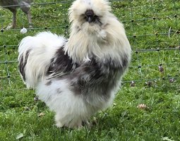 Œufs à couver Silkies / Poule soies US