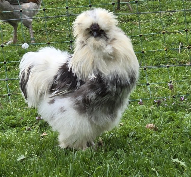 Œufs à couver Silkies / Poule soies US