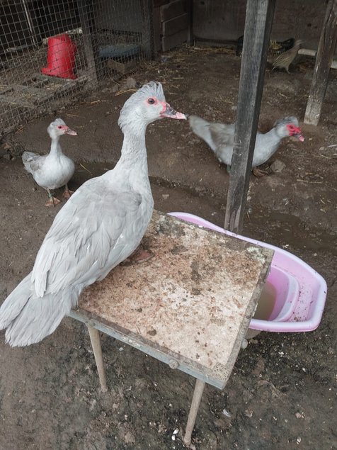 canard barbarie gris perlé