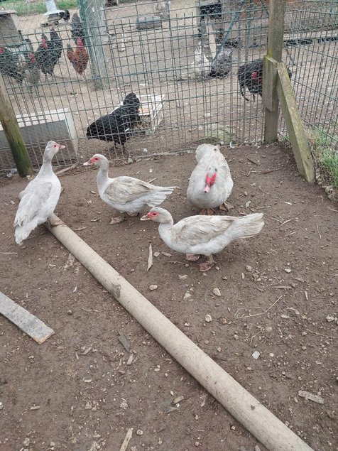 canard barbarie gris perlé