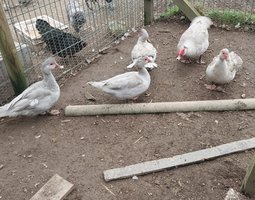 canard barbarie gris perlé