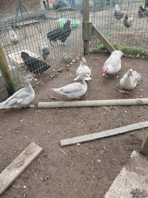 canard barbarie gris perlé