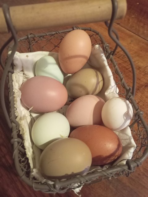 Oeufs multicolores à couver