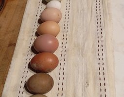 Oeufs multicolores à couver