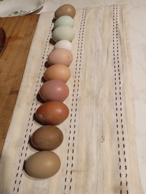 Oeufs multicolores à couver