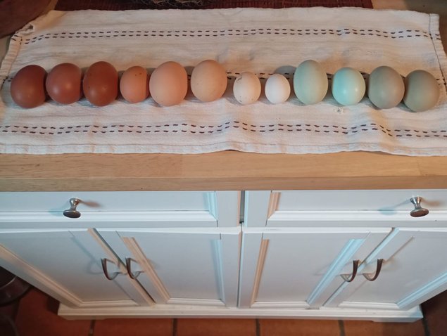 Oeufs multicolores à couver