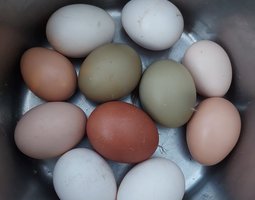 Œufs colorés divers – Prix réduit début de saison , Qualité Light– Mondial Relay