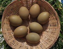 Œufs à couver kaki – Qualité Sélection - la ferme rétro.