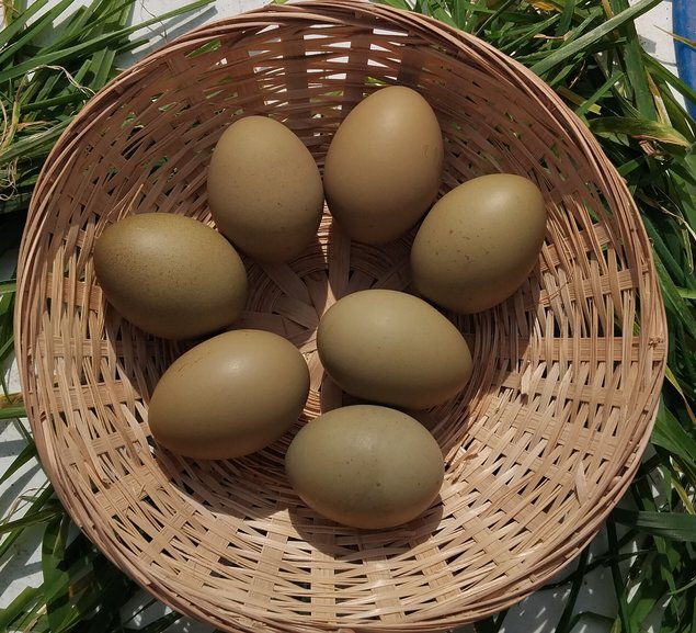 Œufs à couver kaki – Qualité Sélection - la ferme rétro.