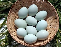 Œufs à couver bleus – Qualité Sélection - la ferme rétro