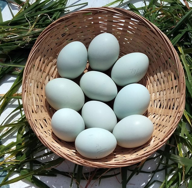 Œufs à couver bleus – Qualité Sélection - la ferme rétro