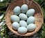 Œufs à couver bleus – Qualité Sélection - la ferme rétro