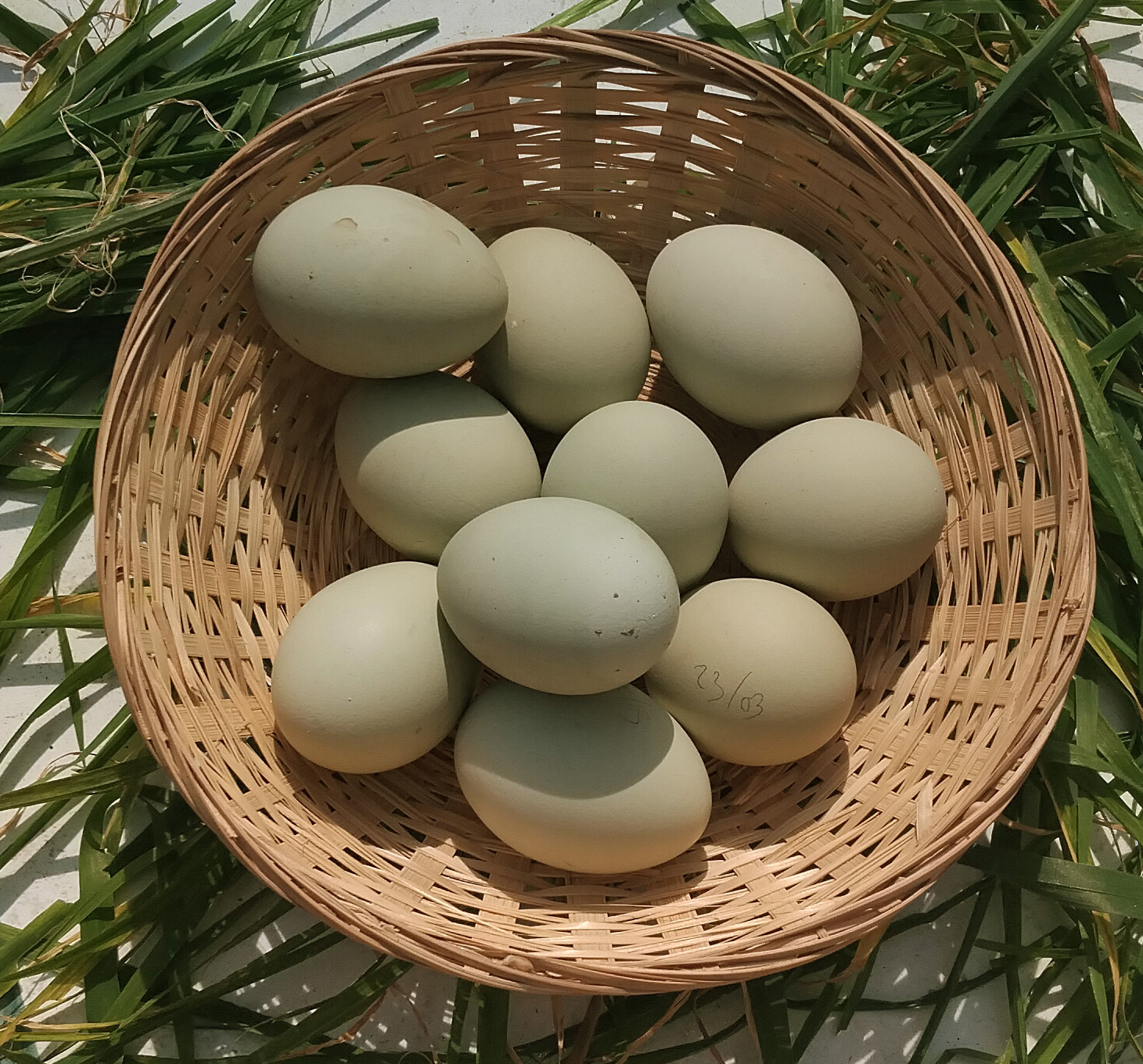 Œufs à couver verts fécondés Qualité Sélection CocoEco — free download