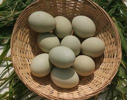 Œufs à couver verts – Qualité Sélection - la ferme rétro