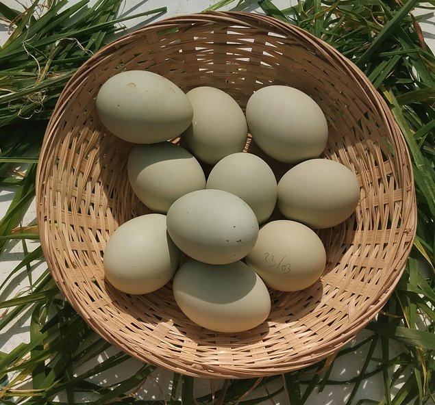 Œufs à couver verts – Qualité Sélection - la ferme rétro