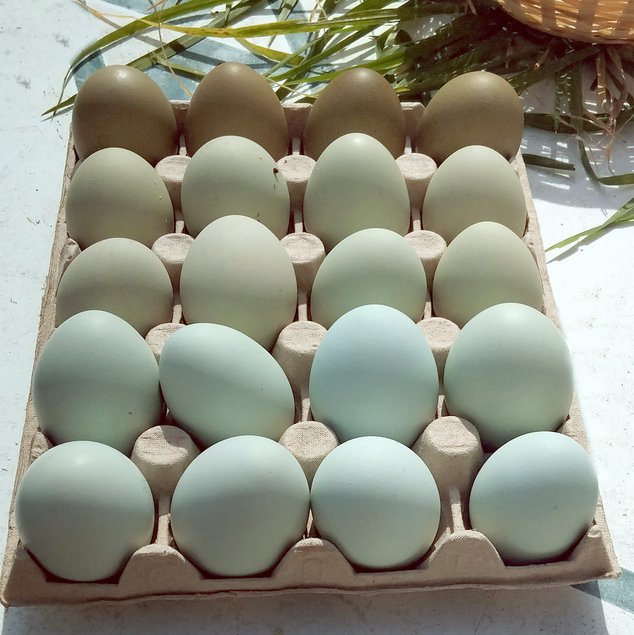 Œufs à couver bleus – Qualité Sélection - la ferme rétro