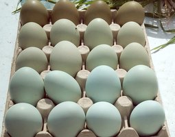 Œufs à couver colorés (bleu, vert, olive, kaki) – Qualité Prestige - la ferme rétro