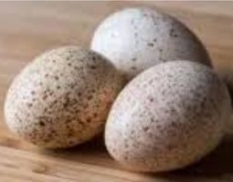 Oeufs fécondé dinde rouge des Ardennes