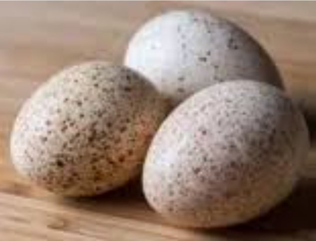 Oeufs fécondé dinde rouge des Ardennes