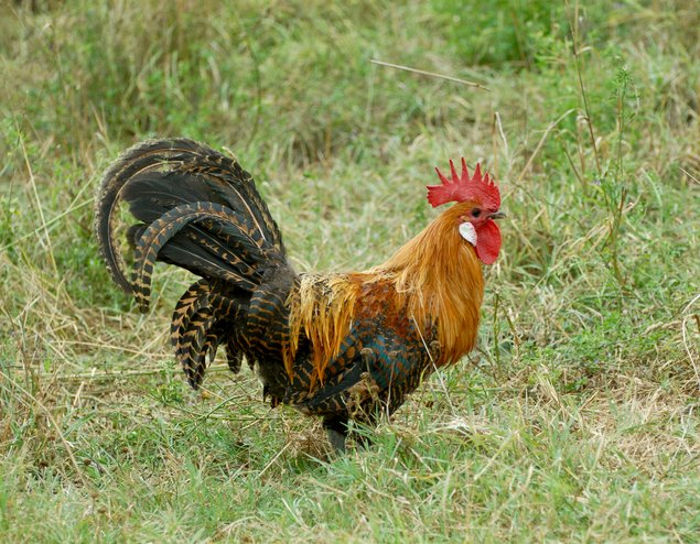 Oeuf Braekel doré crayonné noir - BIO