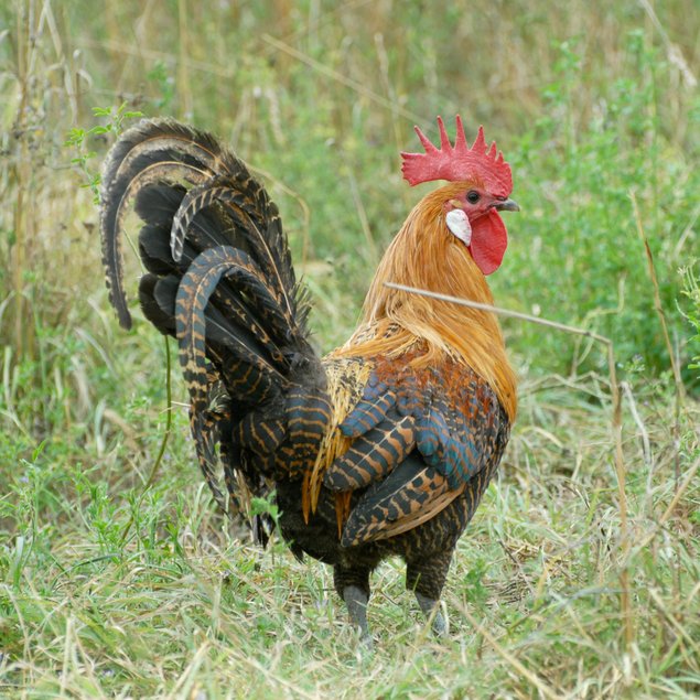 Oeuf Braekel doré crayonné noir - BIO