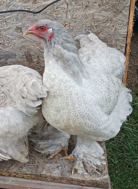 BRAHMA ISABELLE GRANDE RACE