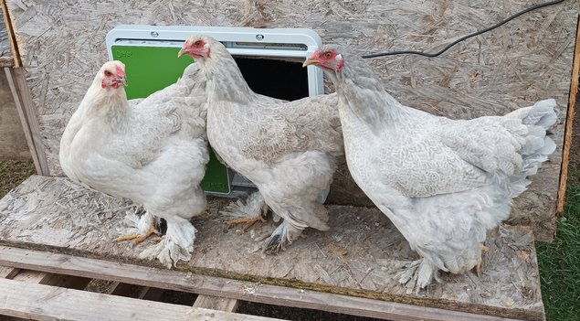 BRAHMA ISABELLE GRANDE RACE