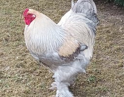 BRAHMA ISABELLE GRANDE RACE