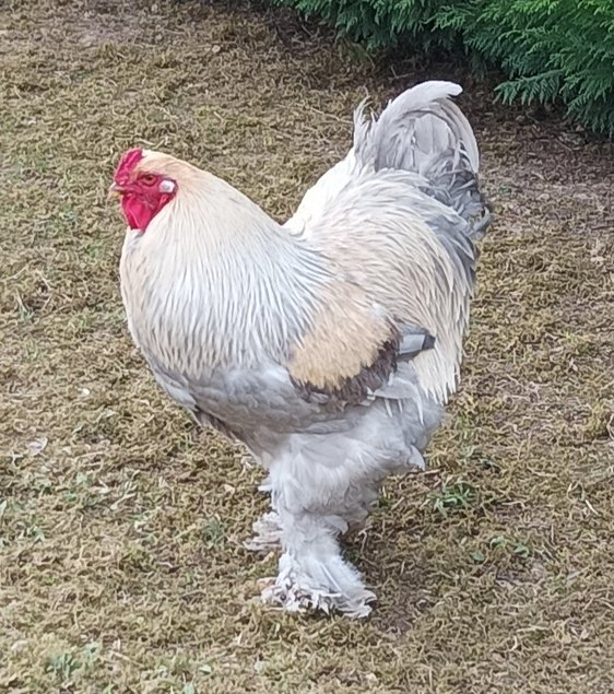 BRAHMA ISABELLE GRANDE RACE