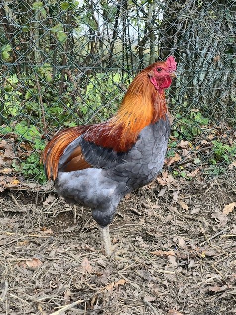 Araucana Oeufs fécondés