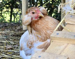 Araucana Oeufs fécondés