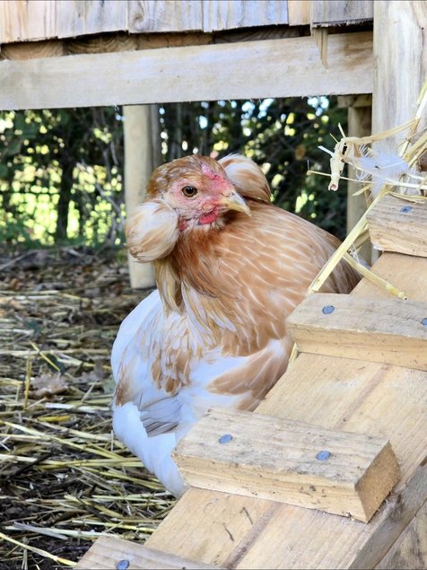 Araucana Oeufs fécondés