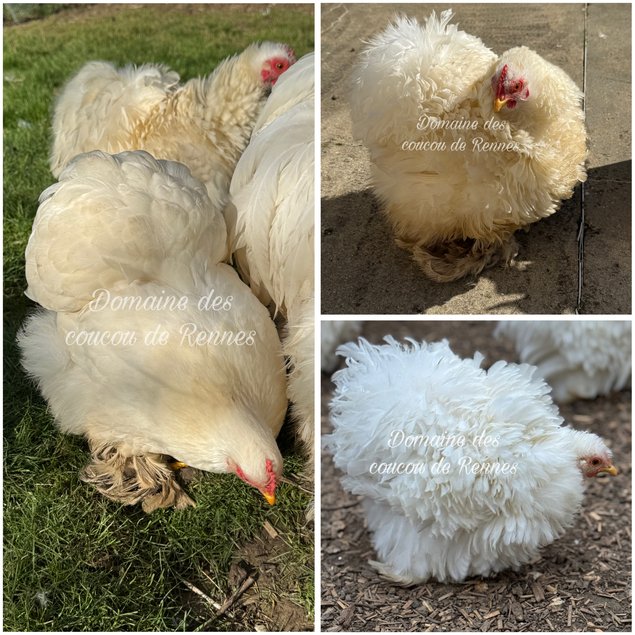 Pékin Blanc lisse/frisé