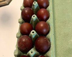 Œufs fécondés poules Marans NCC